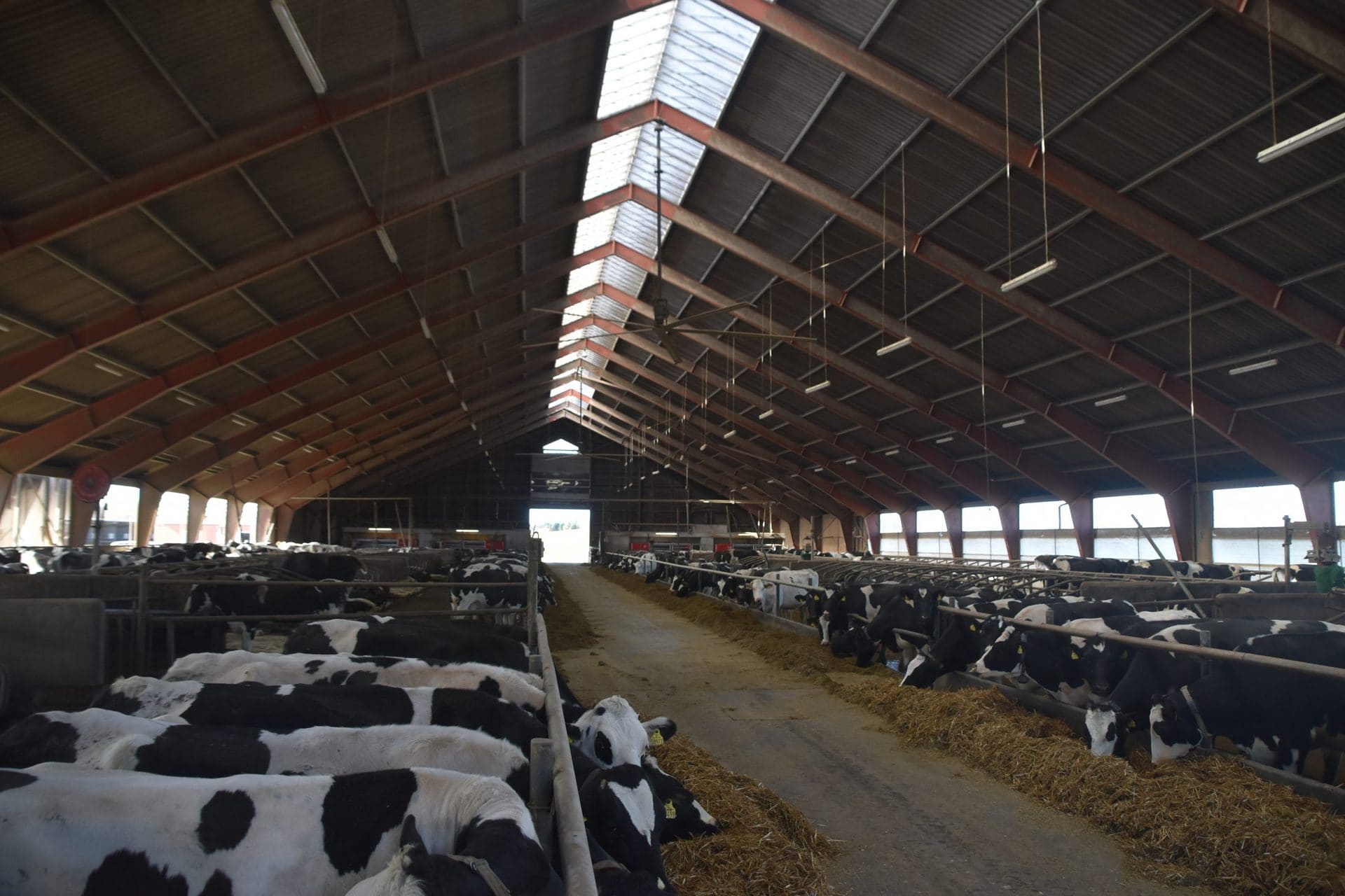 Fruerlundgaard - Farm management - Cow signals (7)